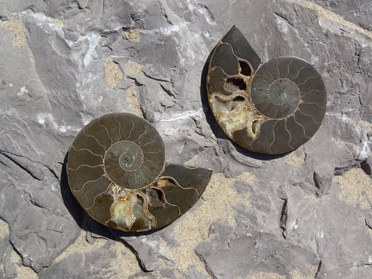 Ammonite Cléoniceras Sciée Polie - Fossile - Colibri Minéraux et Bien-être