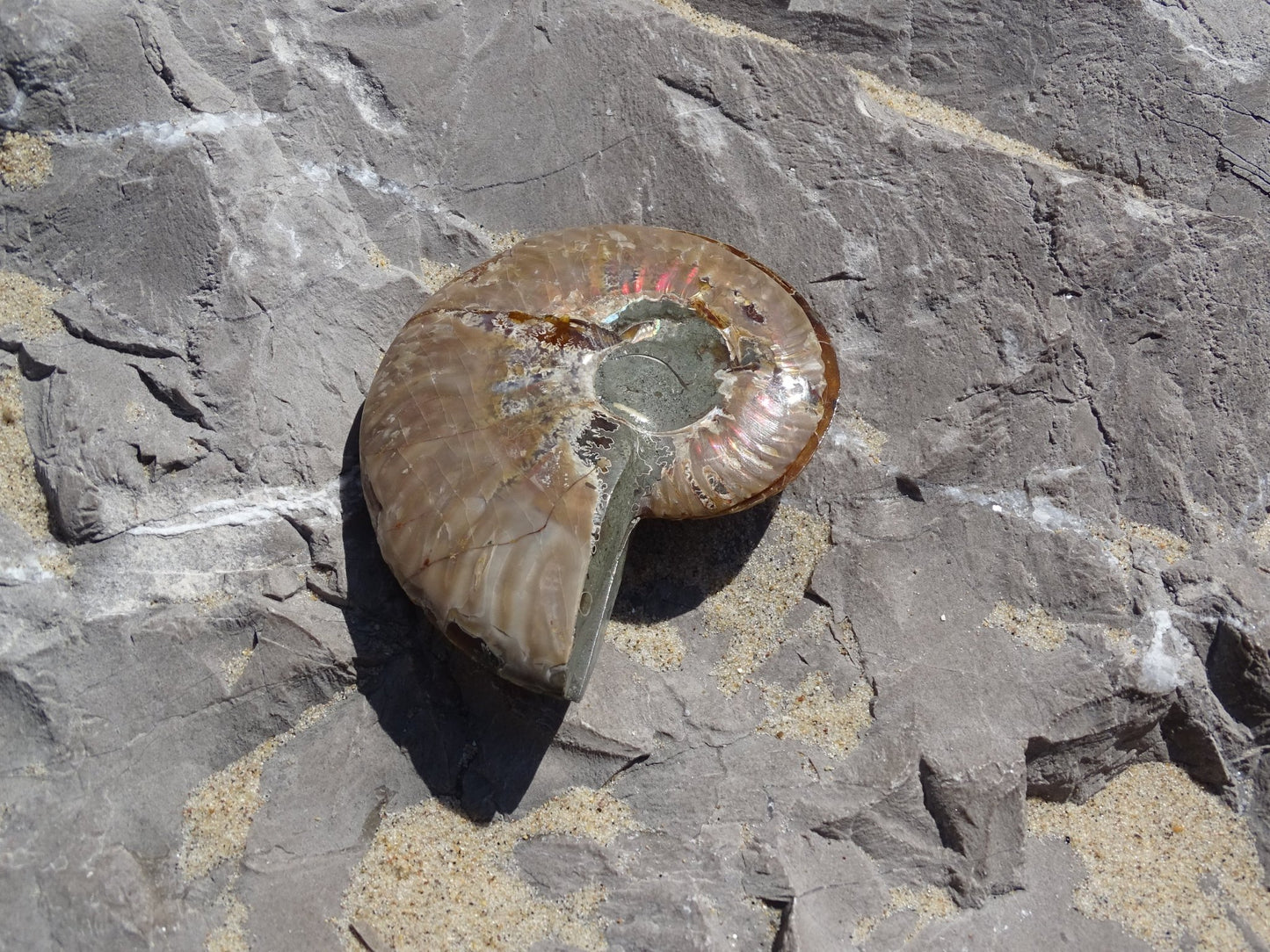 Ammonite Cléoniceras Sciée Polie - Fossile - Colibri Minéraux et Bien-être