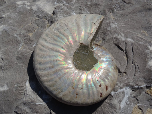 Ammonite Cléoniceras Entière Polie - Fossile - Colibri Minéraux et Bien-être