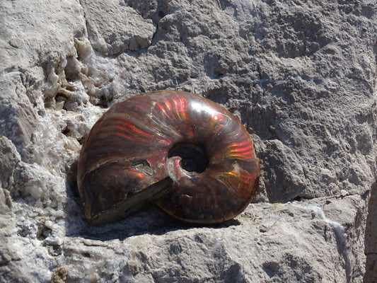Ammonite Cléoniceras Entière Polie - Fossile - Colibri Minéraux et Bien-être