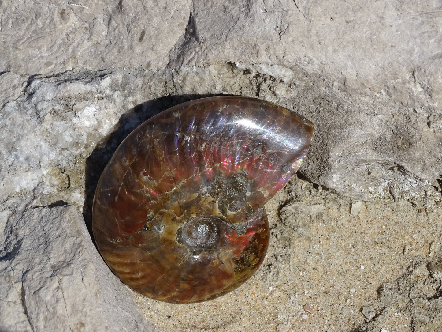 Ammonite Cléoniceras Entière Polie - Fossile - Colibri Minéraux et Bien-être