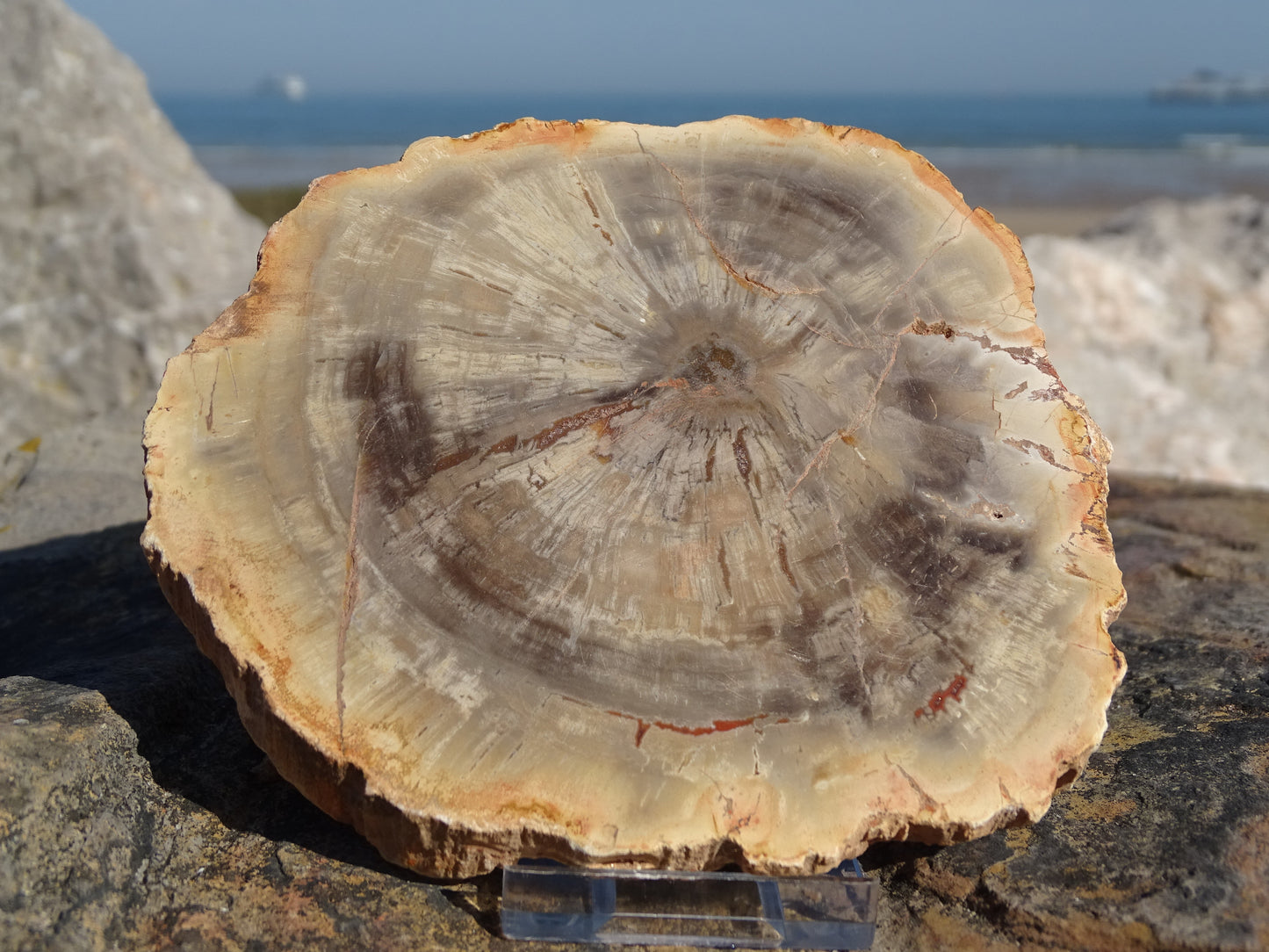 Fossil Wood