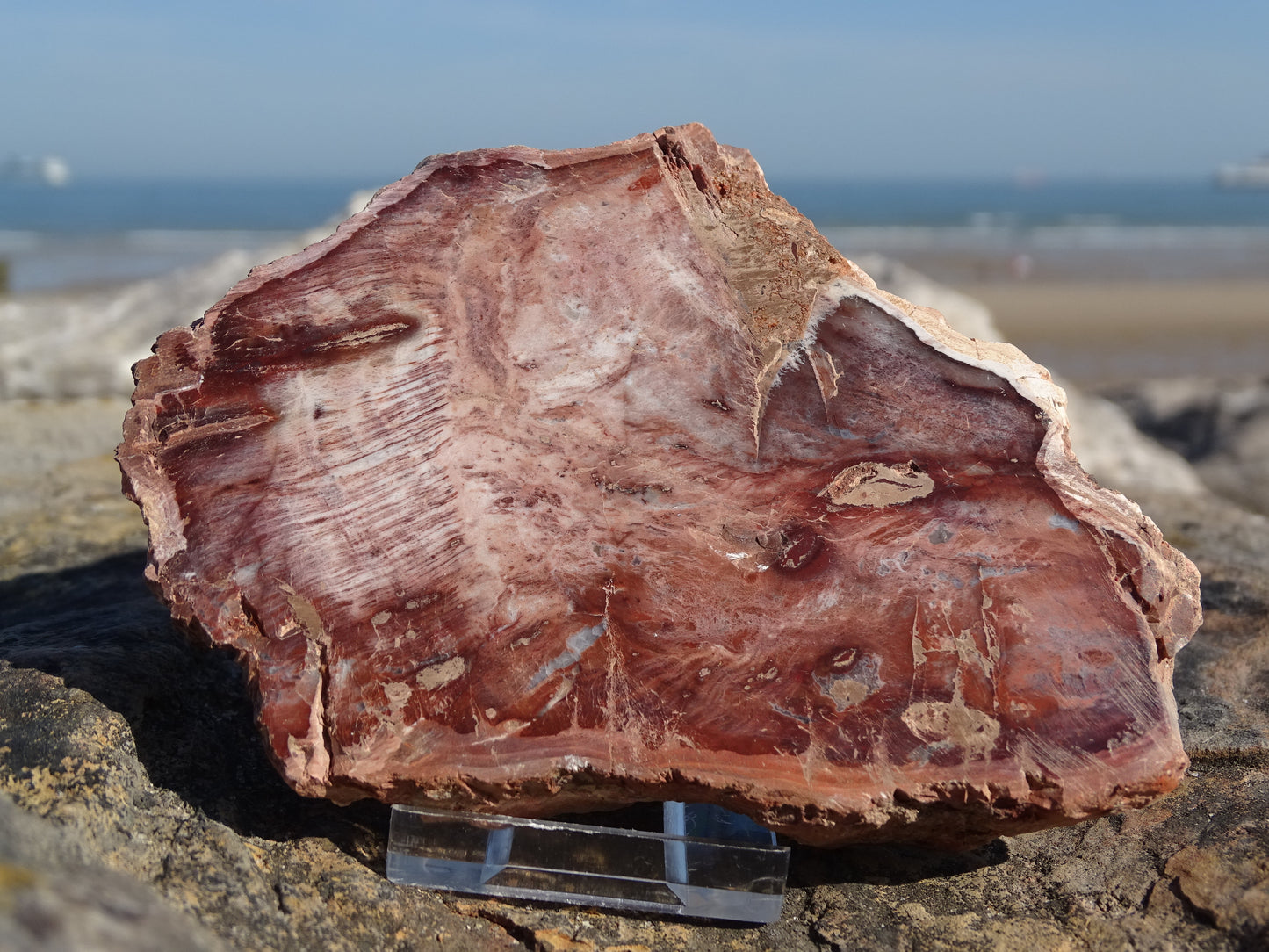 Tranche Bois Fossile