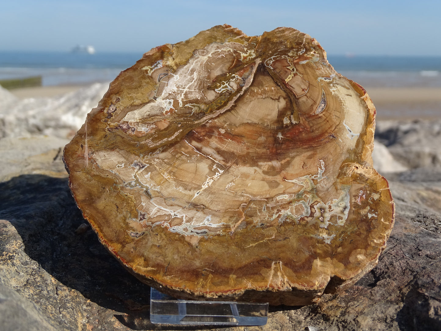 Tranche Bois Fossile