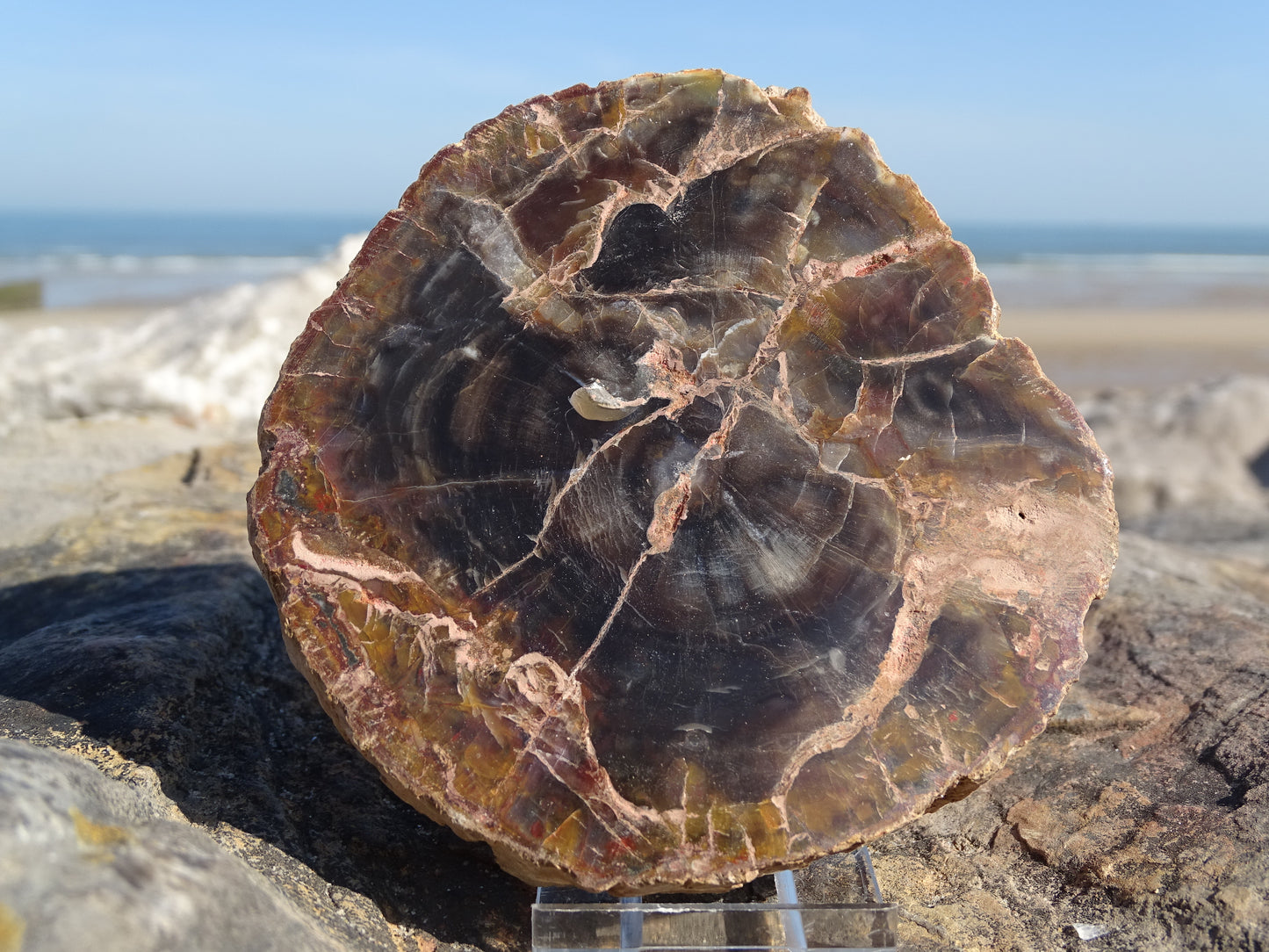 Fossil Wood
