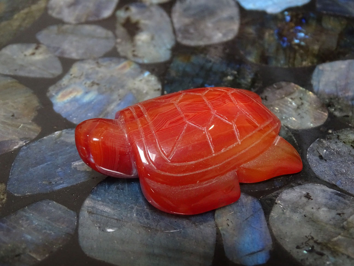 Animaux Cornaline Tortue - Pierres - Colibri Minéraux et Bien-être