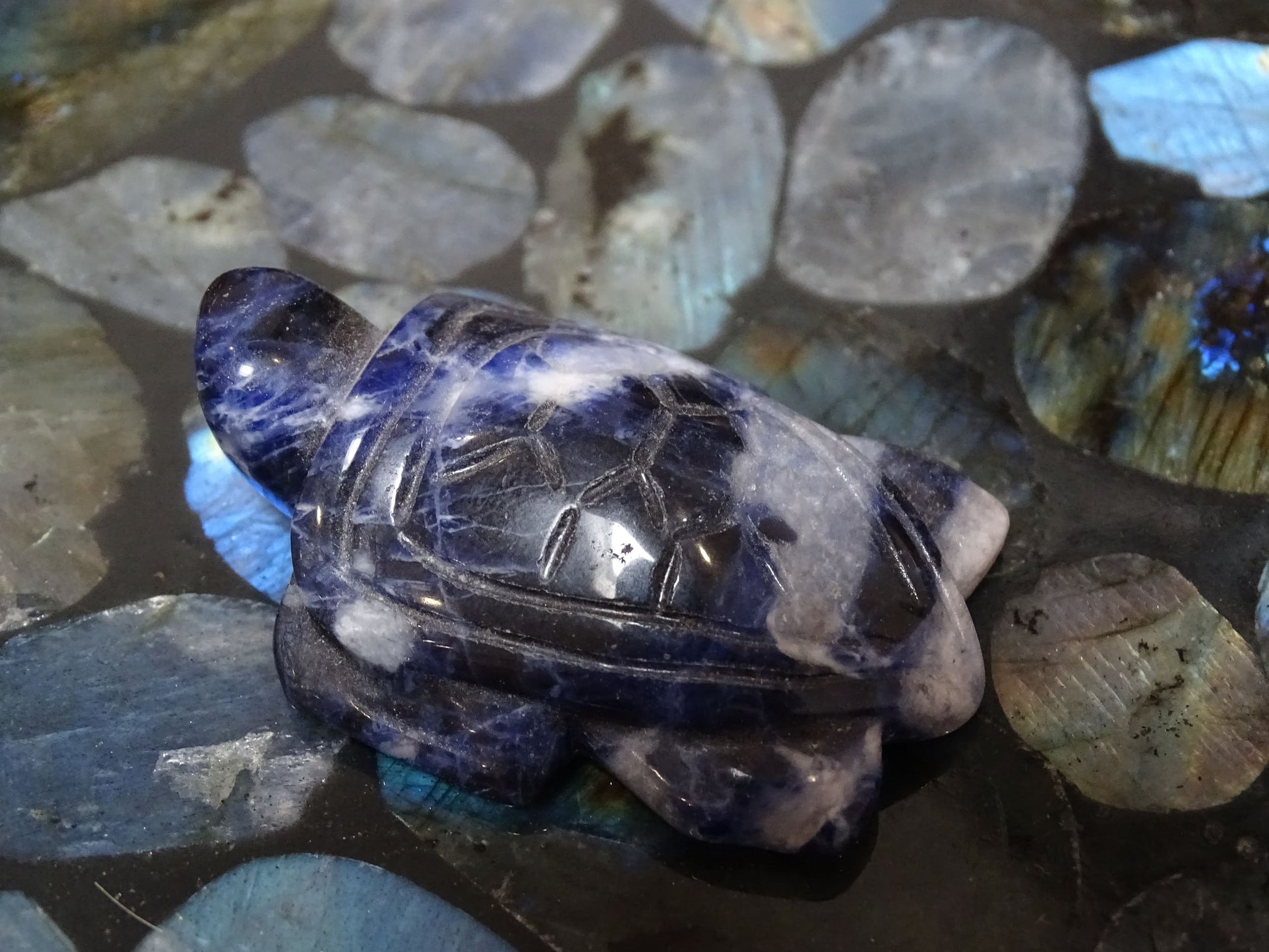 Animaux Sodalite Tortue - Pierres - Colibri Minéraux et Bien-être
