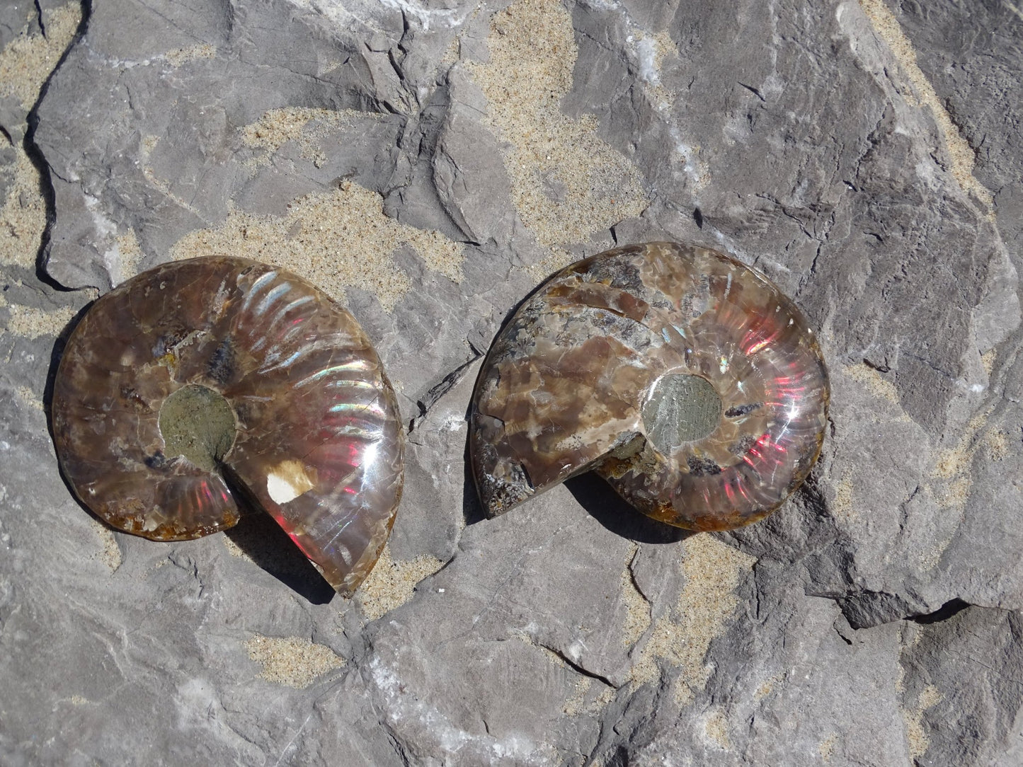 Ammonite Cléoniceras Sciée Polie - Fossile - Colibri Minéraux et Bien-être