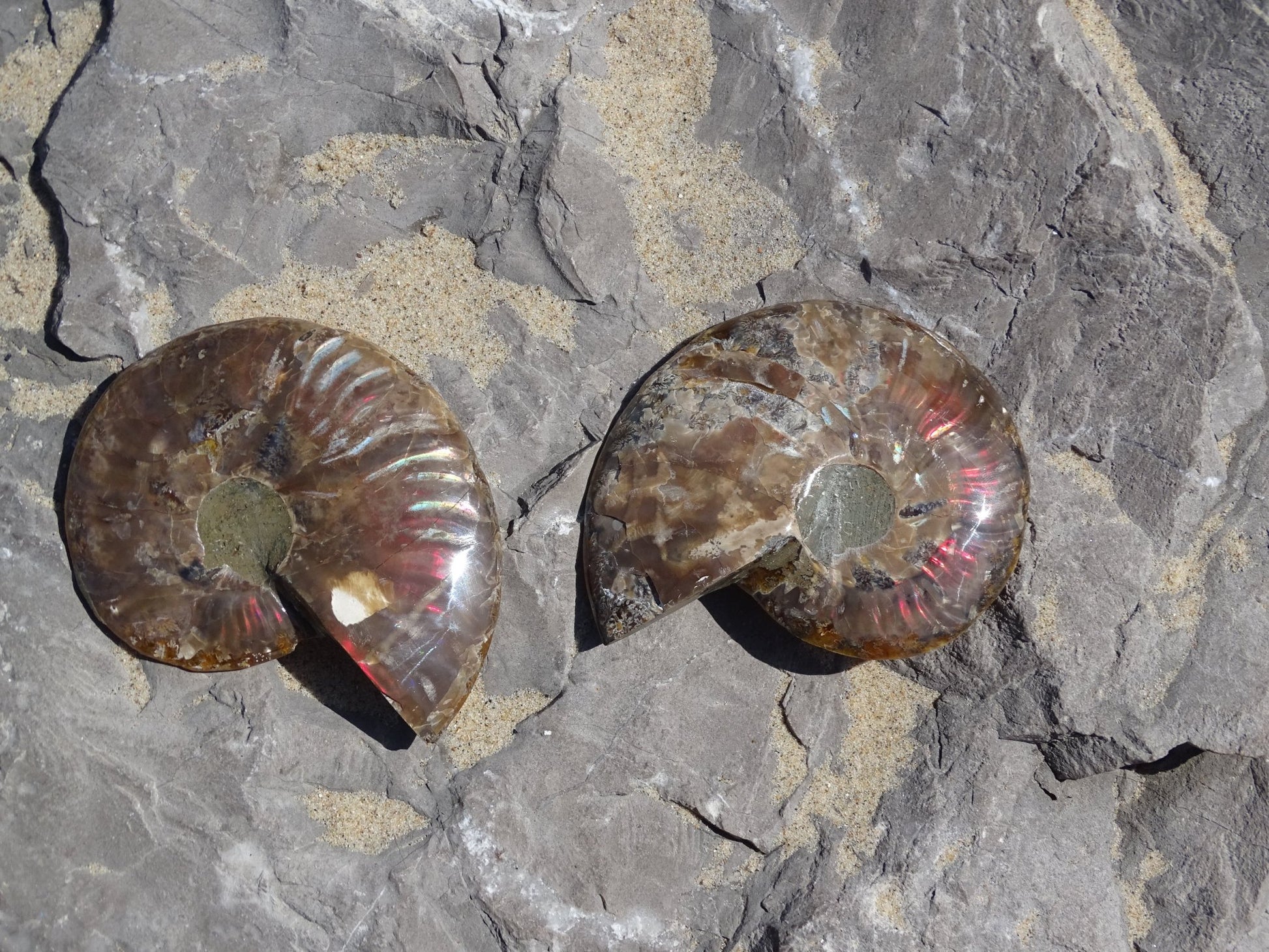 Ammonite Cléoniceras Sciée Polie - Fossile - Colibri Minéraux et Bien-être