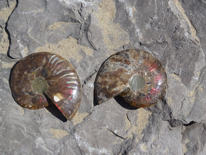 Ammonite Cléoniceras Sciée Polie - Fossile - Colibri Minéraux et Bien-être