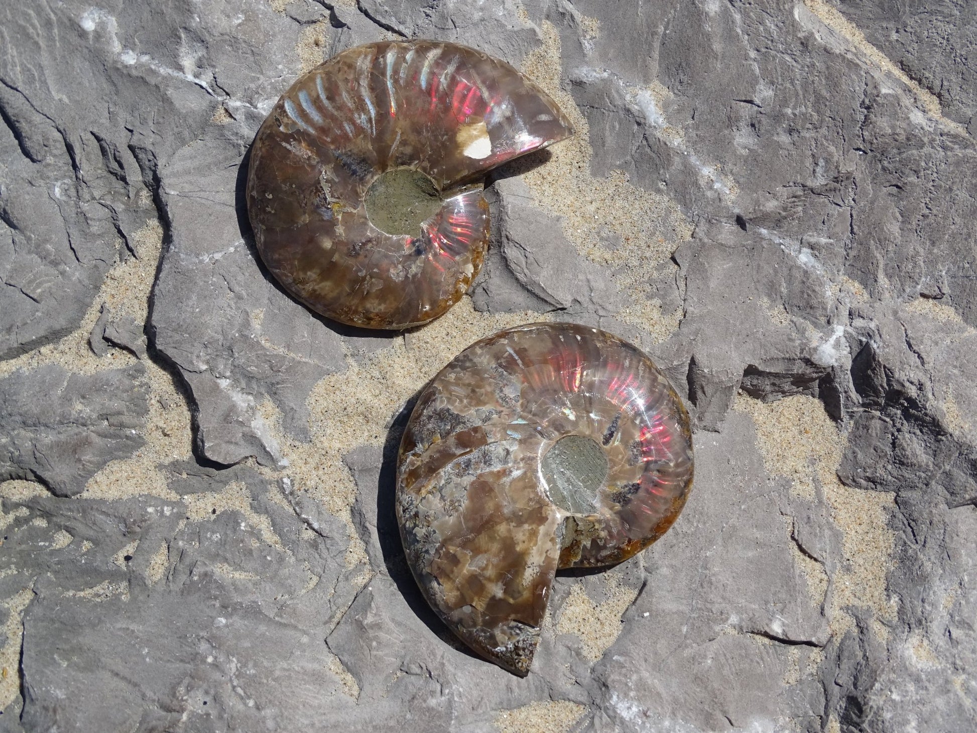 Ammonite Cléoniceras Sciée Polie - Fossile - Colibri Minéraux et Bien-être