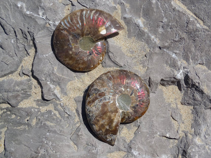 Ammonite Cléoniceras Sciée Polie - Fossile - Colibri Minéraux et Bien-être