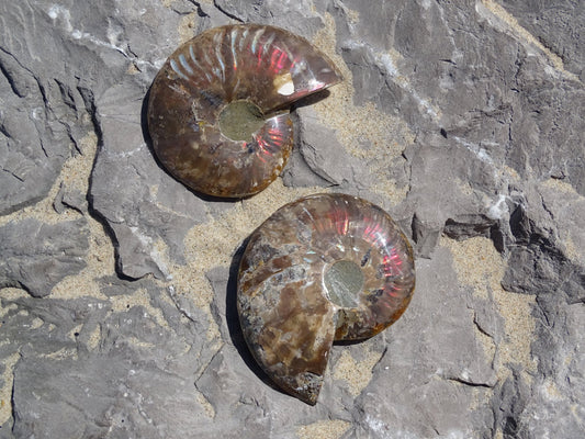Ammonite Cléoniceras Sciée Polie - Fossile - Colibri Minéraux et Bien-être