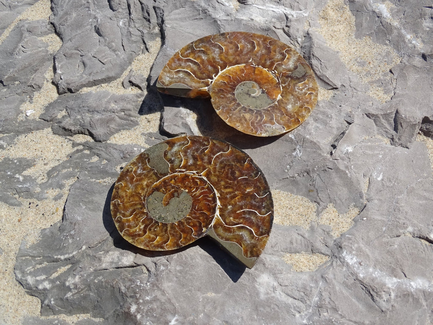Ammonite Cléoniceras Sciée Polie - Fossile - Colibri Minéraux et Bien-être