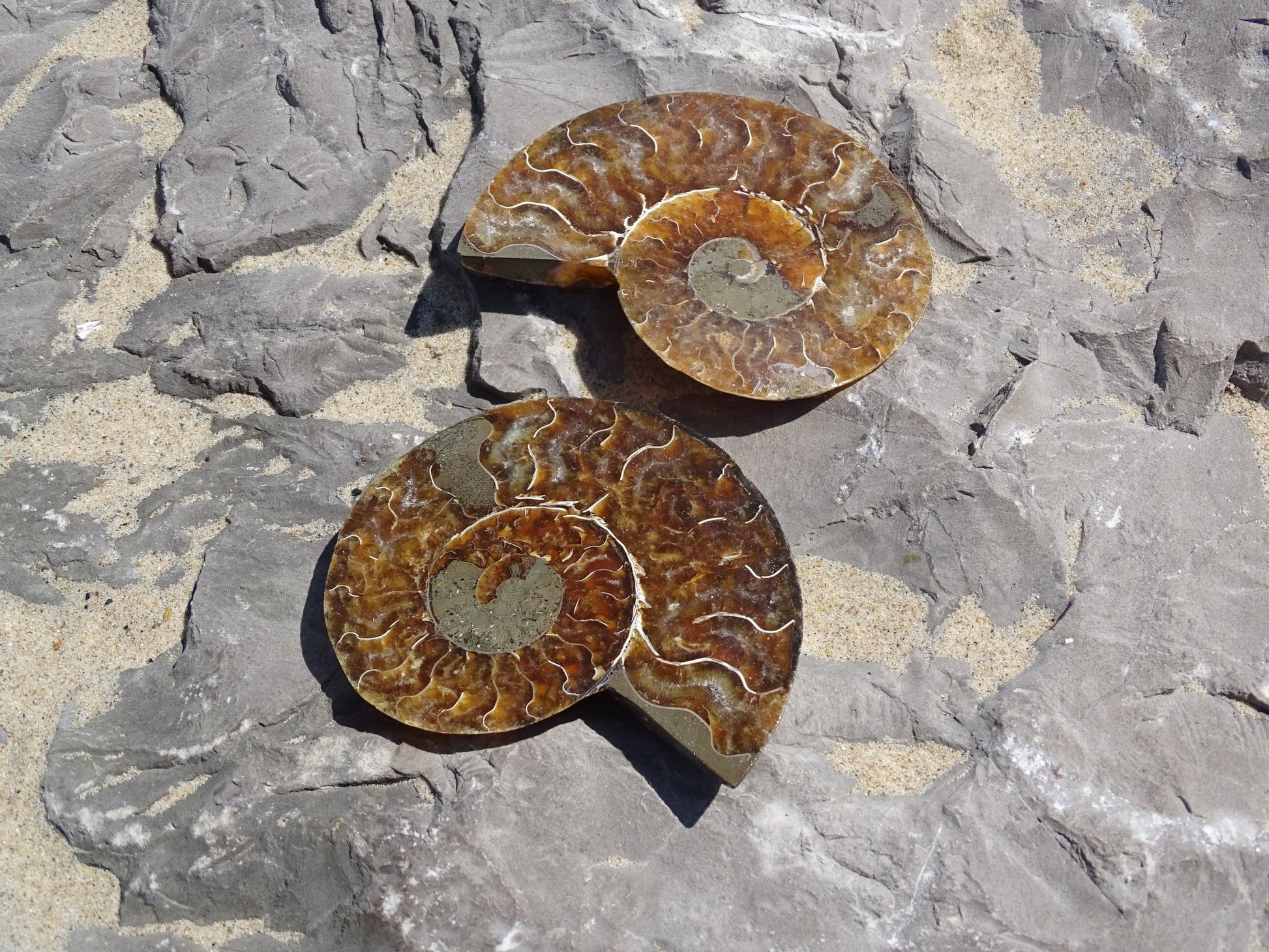 Ammonite Cléoniceras Sciée Polie - Fossile - Colibri Minéraux et Bien-être