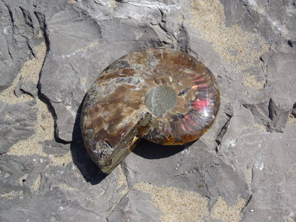 Ammonite Cléoniceras Sciée Polie - Fossile - Colibri Minéraux et Bien-être