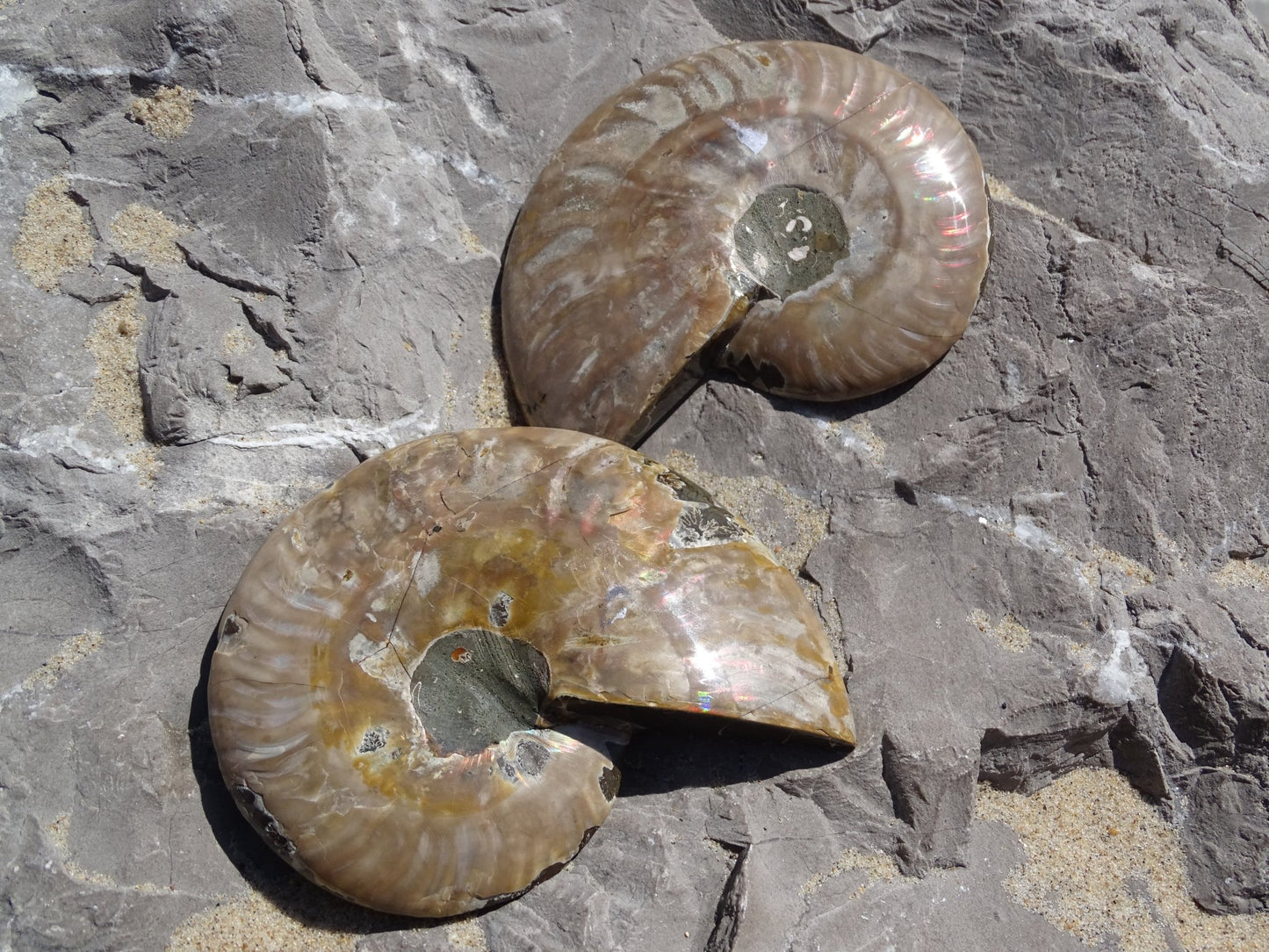 Ammonite Cléoniceras Sciée Polie - Fossile - Colibri Minéraux et Bien-être