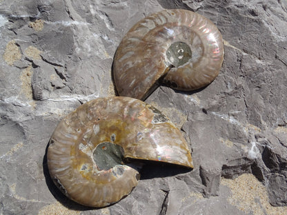 Ammonite Cléoniceras Sciée Polie - Fossile - Colibri Minéraux et Bien-être