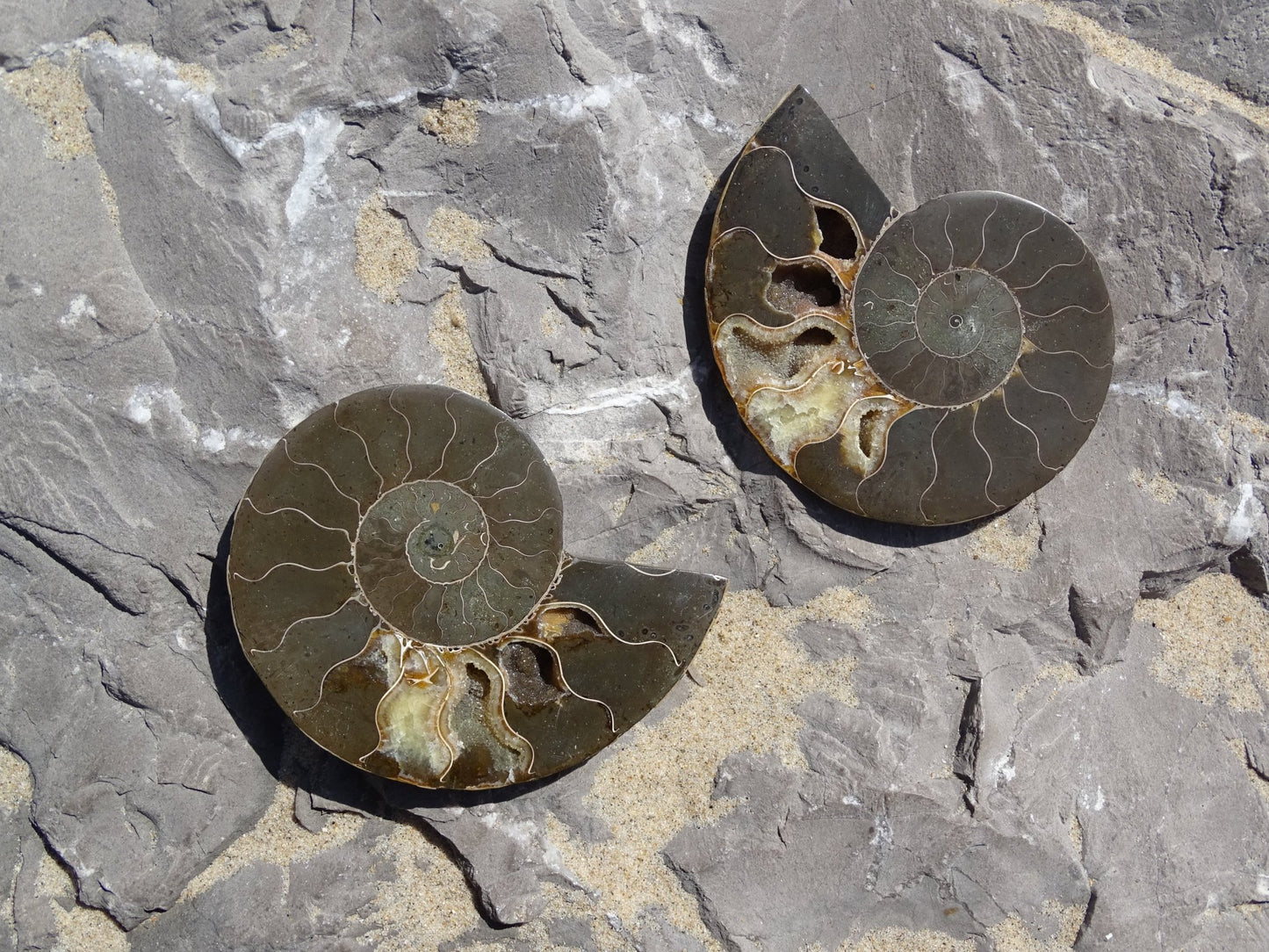 Ammonite Cléoniceras Sciée Polie - Fossile - Colibri Minéraux et Bien-être