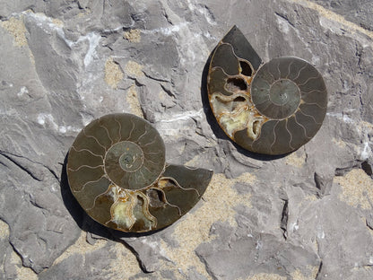 Ammonite Cléoniceras Sciée Polie - Fossile - Colibri Minéraux et Bien-être