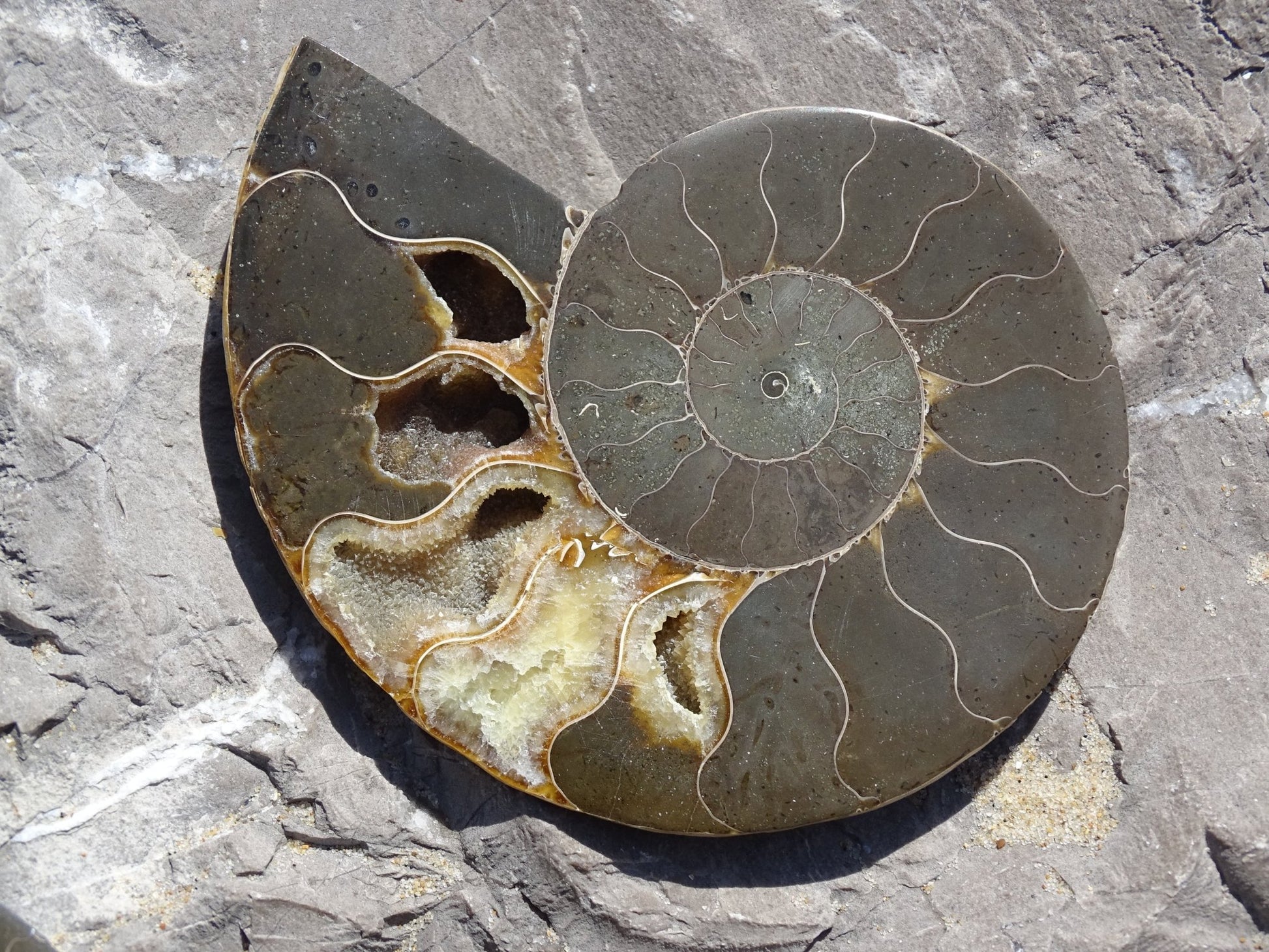 Ammonite Cléoniceras Sciée Polie - Fossile - Colibri Minéraux et Bien-être