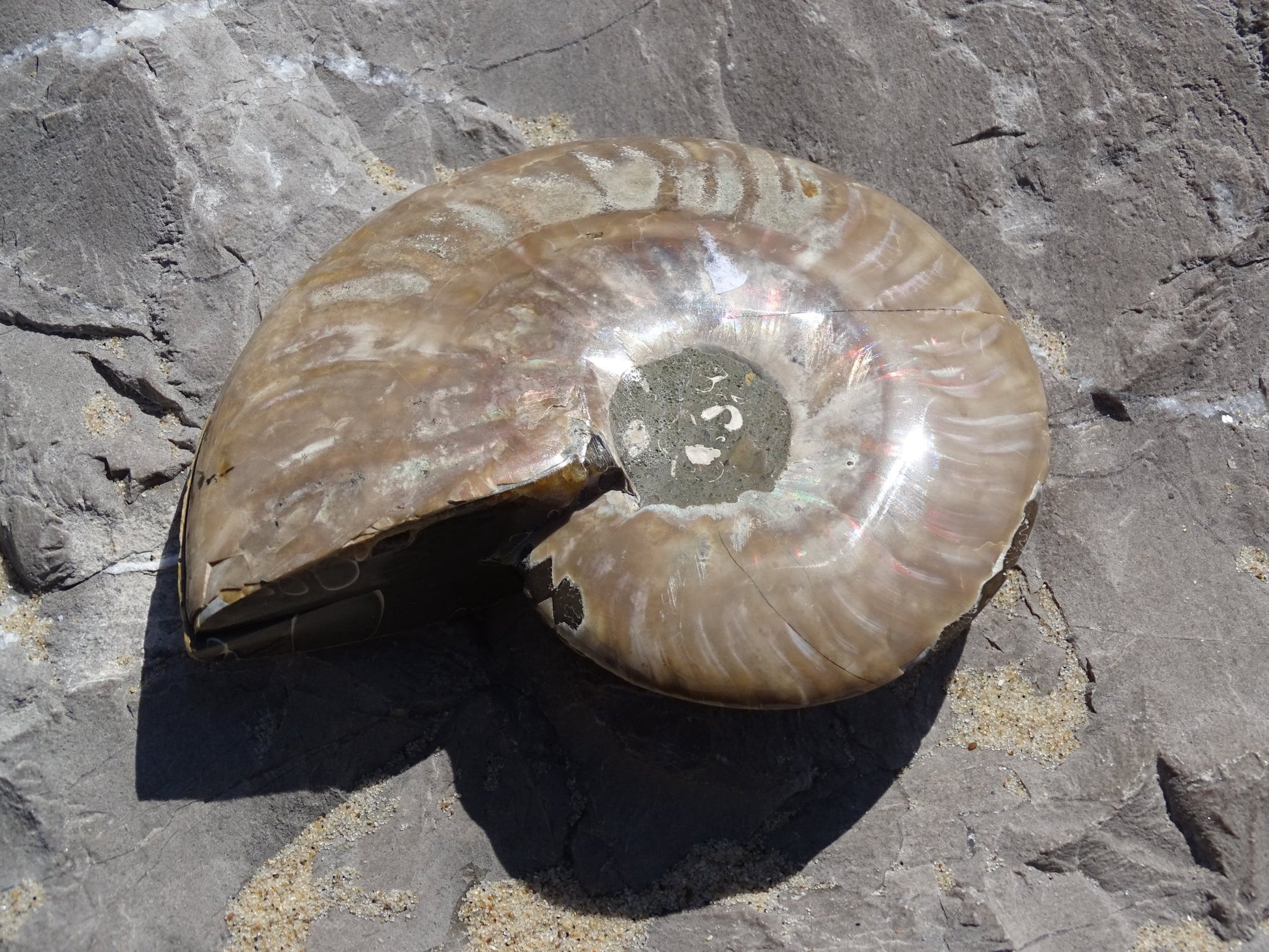 Ammonite Cléoniceras Sciée Polie - Fossile - Colibri Minéraux et Bien-être