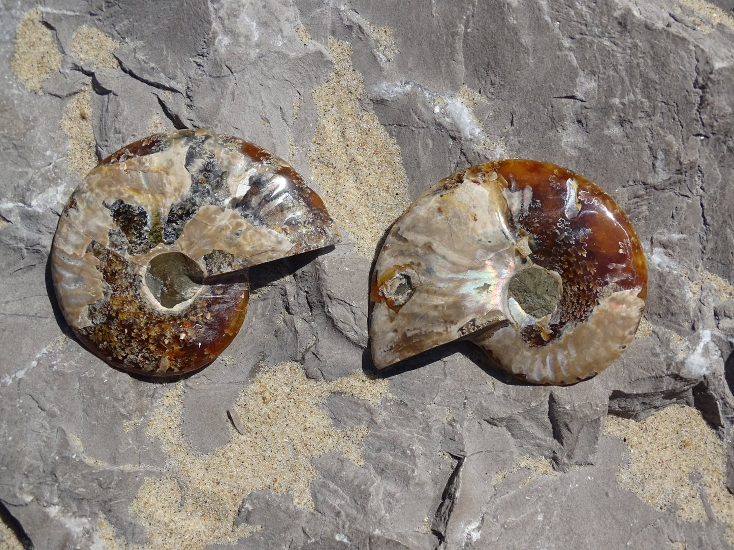 Ammonite Cléoniceras Sciée Polie - Fossile - Colibri Minéraux et Bien-être