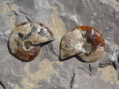 Ammonite Cléoniceras Sciée Polie - Fossile - Colibri Minéraux et Bien-être