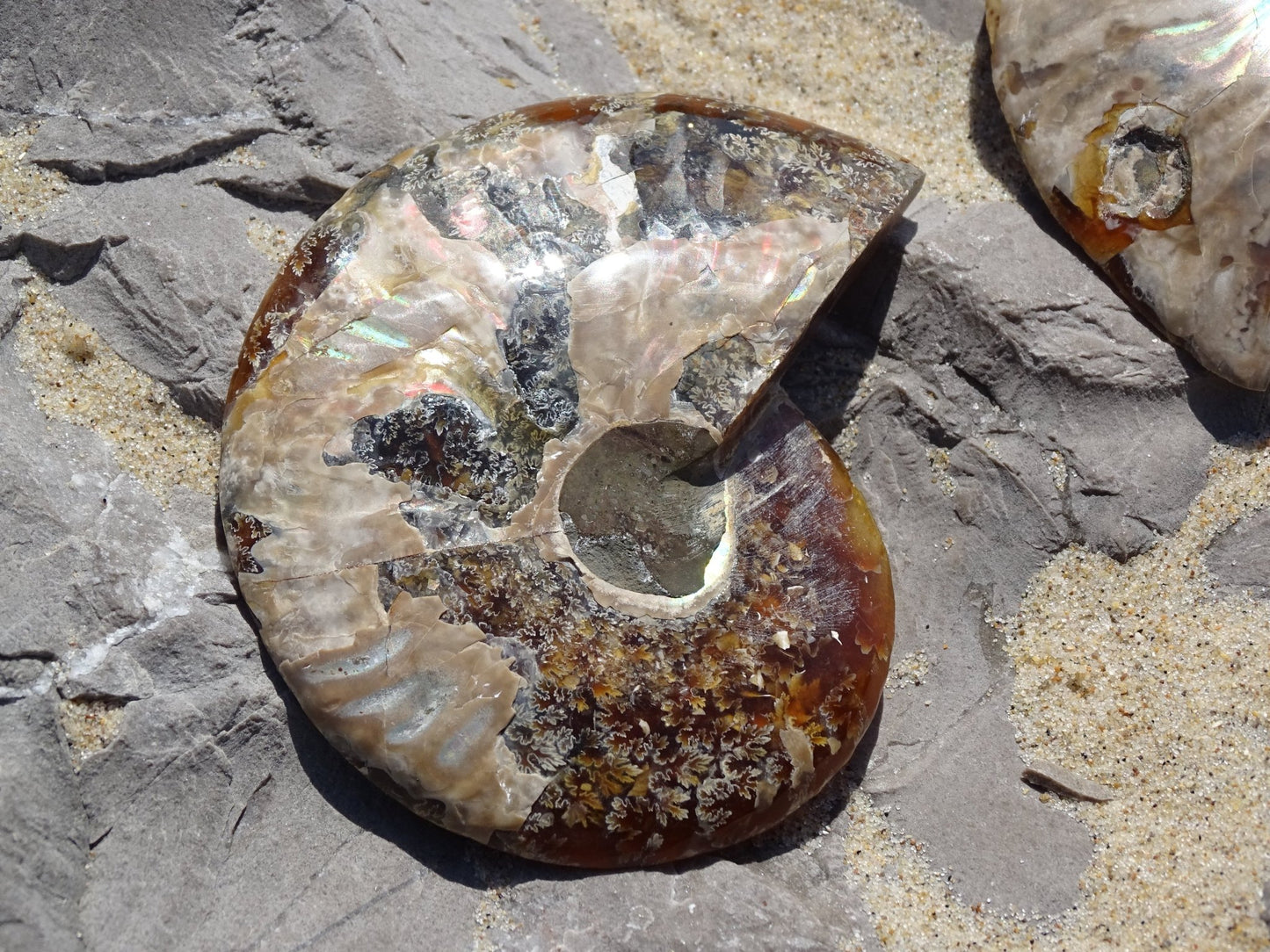 Ammonite Cléoniceras Sciée Polie - Fossile - Colibri Minéraux et Bien-être