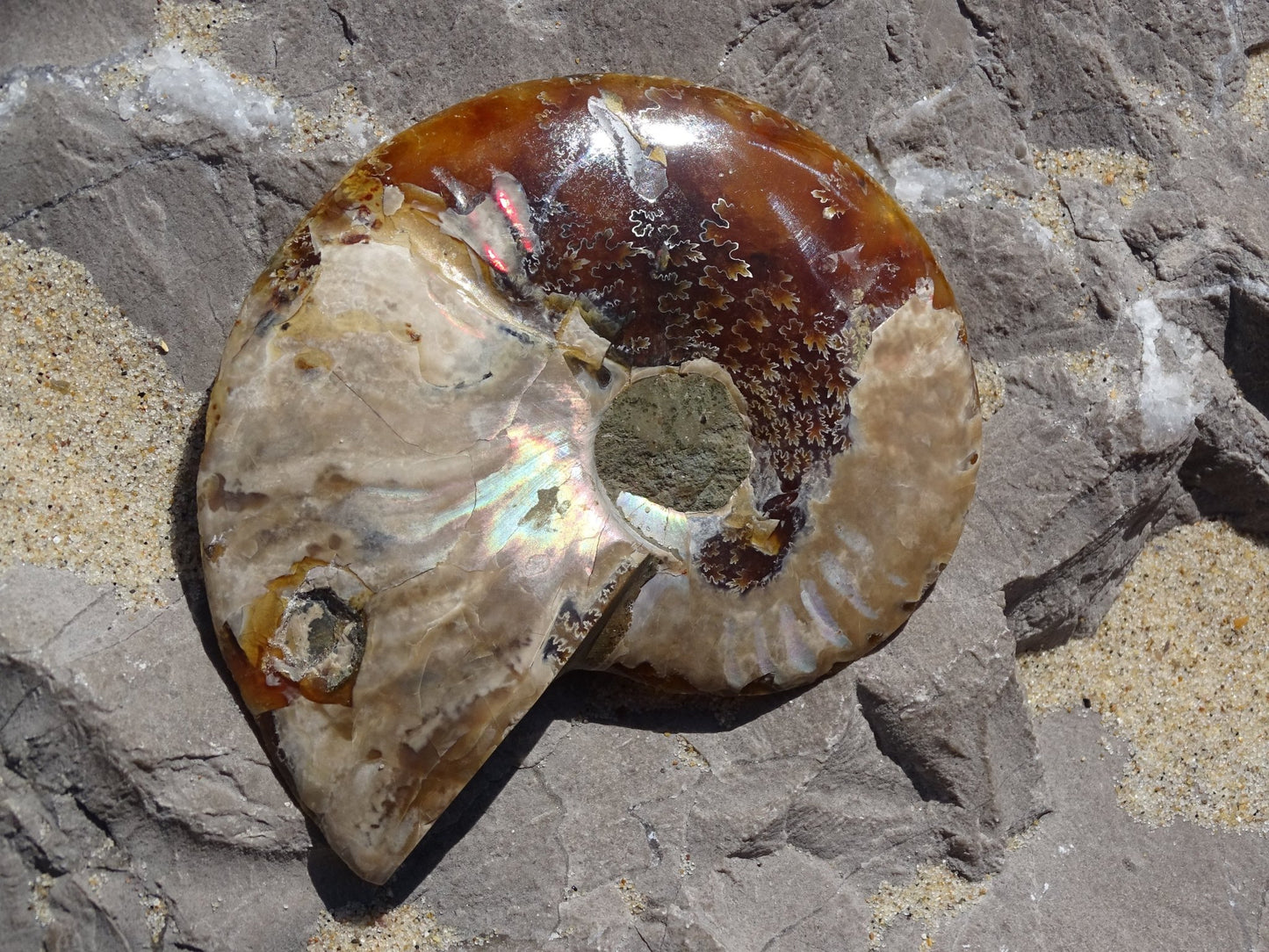 Ammonite Cléoniceras Sciée Polie - Fossile - Colibri Minéraux et Bien-être