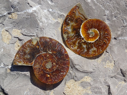 Ammonite Cléoniceras Sciée Polie - Fossile - Colibri Minéraux et Bien-être