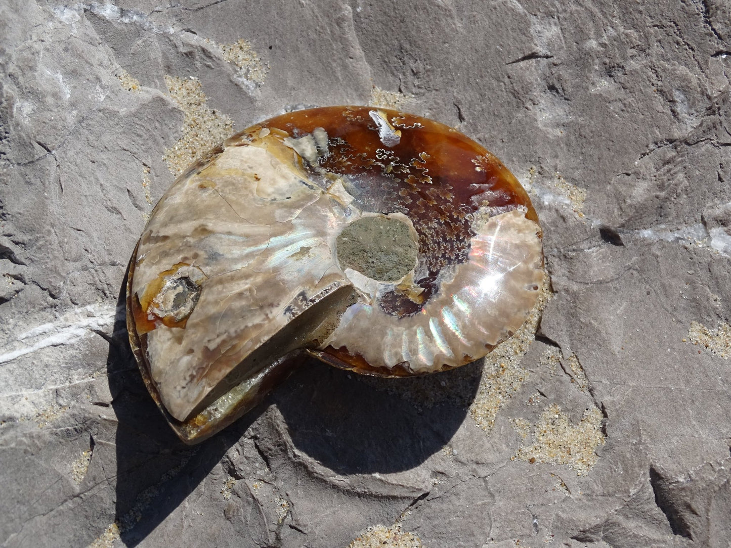 Ammonite Cléoniceras Sciée Polie - Fossile - Colibri Minéraux et Bien-être