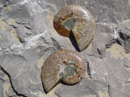 Ammonite Cléoniceras Sciée Polie - Fossile - Colibri Minéraux et Bien-être