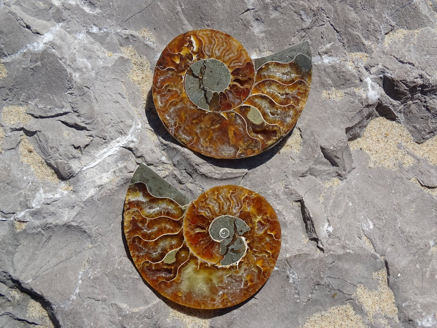Ammonite Cléoniceras Sciée Polie - Fossile - Colibri Minéraux et Bien-être