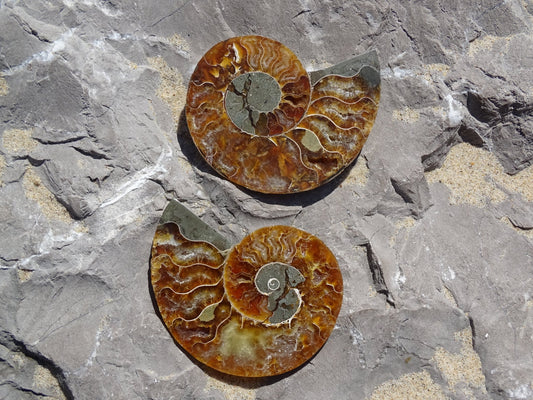 Ammonite Cléoniceras Sciée Polie - Fossile - Colibri Minéraux et Bien-être