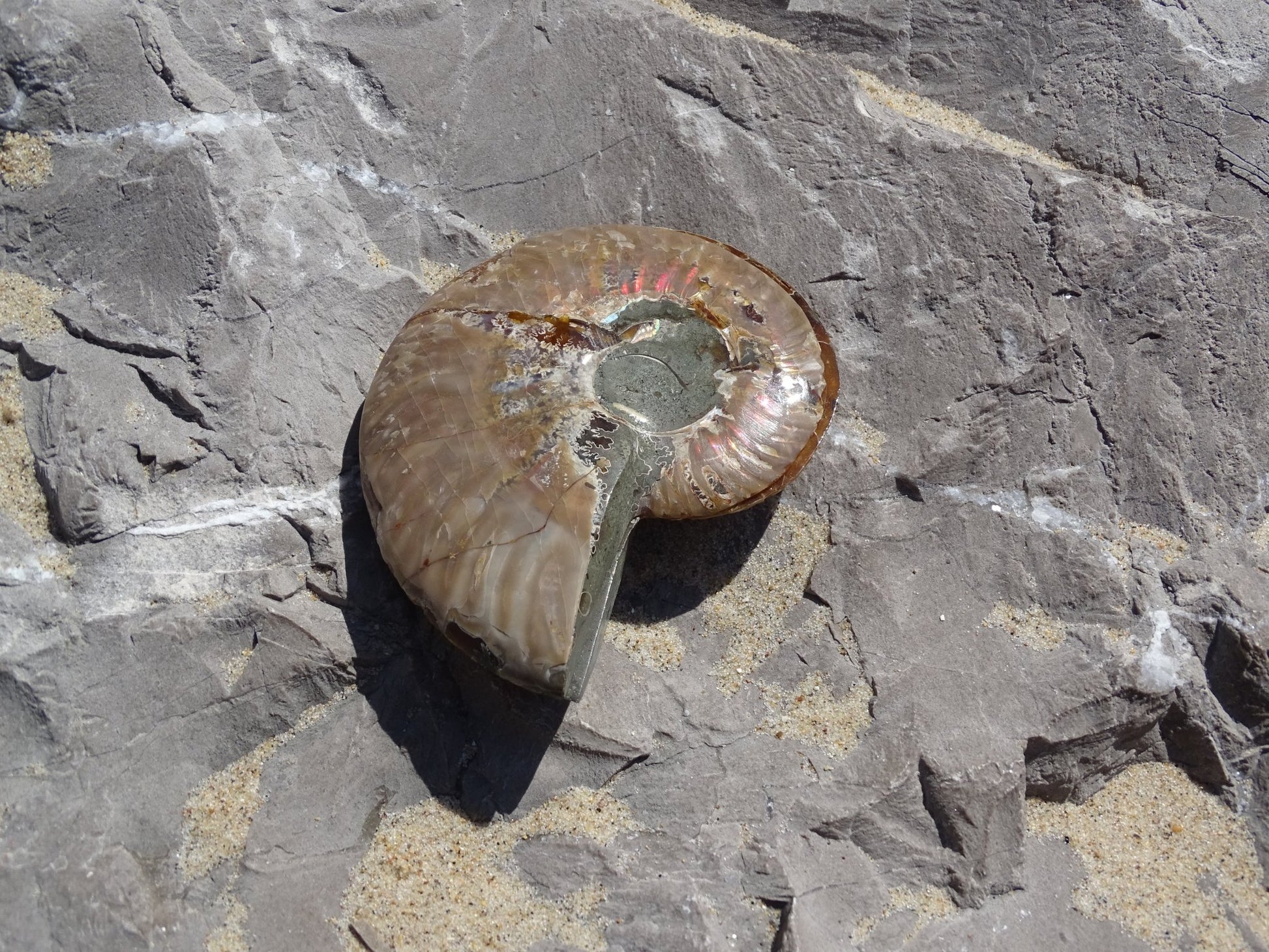 Ammonite Cléoniceras Sciée Polie - Fossile - Colibri Minéraux et Bien-être
