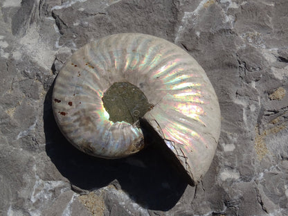 Ammonite Cléoniceras Entière Polie - Fossile - Colibri Minéraux et Bien-être
