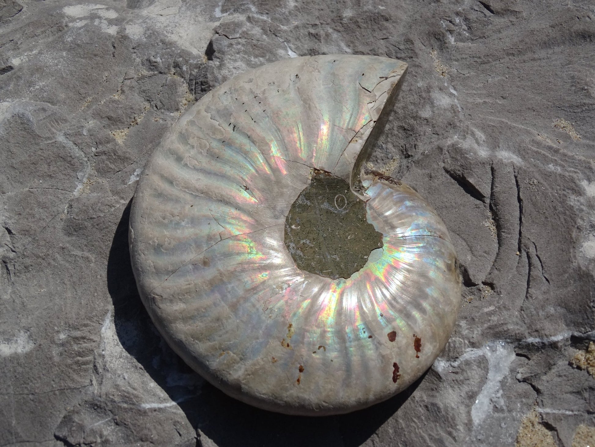 Ammonite Cléoniceras Entière Polie - Fossile - Colibri Minéraux et Bien-être