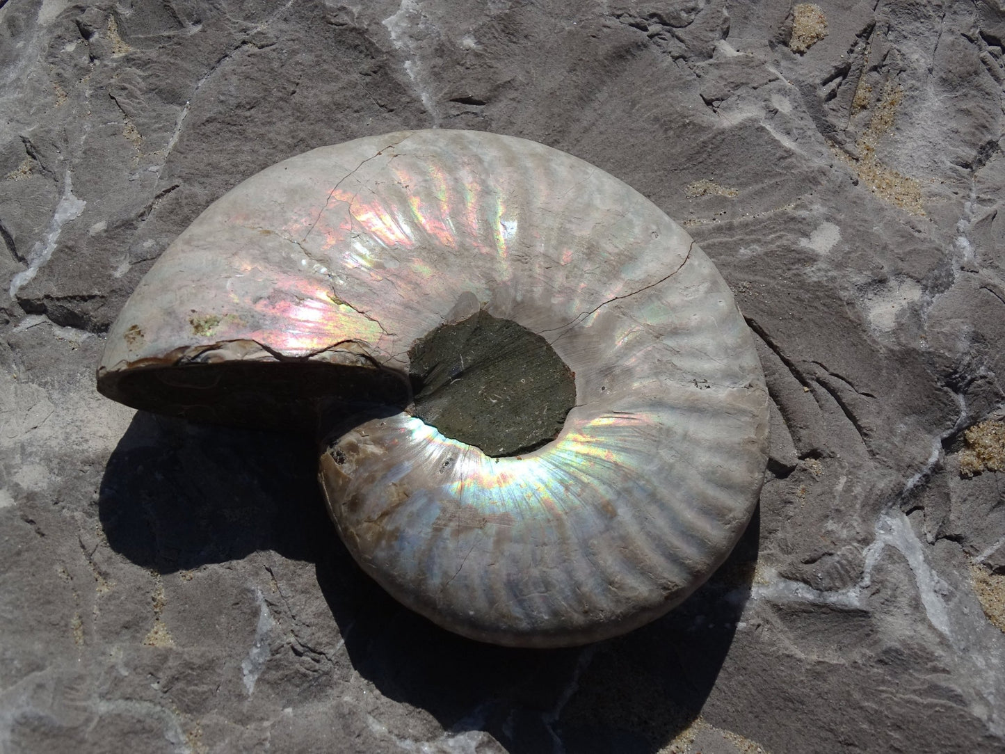 Ammonite Cléoniceras Entière Polie - Fossile - Colibri Minéraux et Bien-être