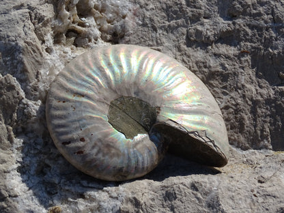 Ammonite Cléoniceras Entière Polie - Fossile - Colibri Minéraux et Bien-être