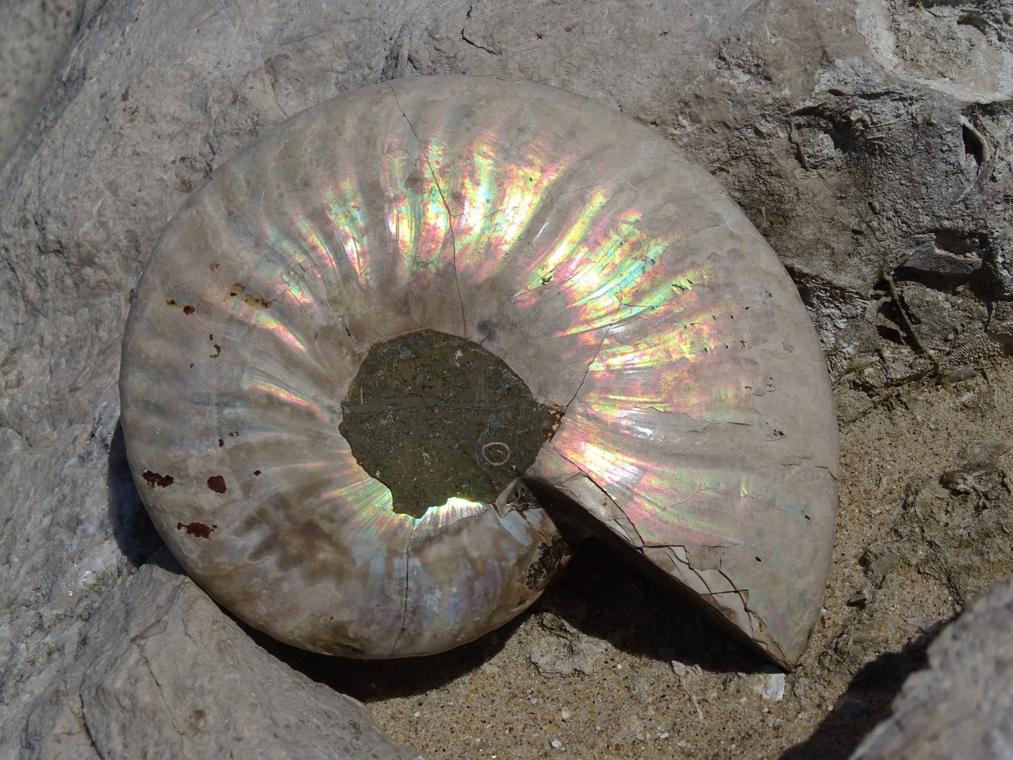 Ammonite Cléoniceras Entière Polie - Fossile - Colibri Minéraux et Bien-être