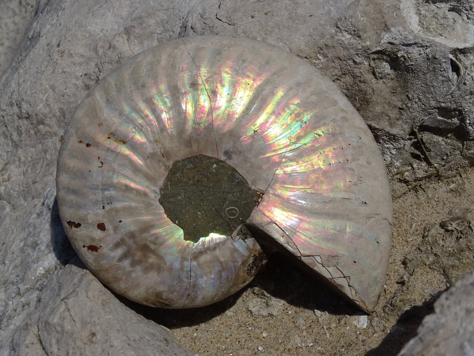 Ammonite Cléoniceras Entière Polie - Fossile - Colibri Minéraux et Bien-être
