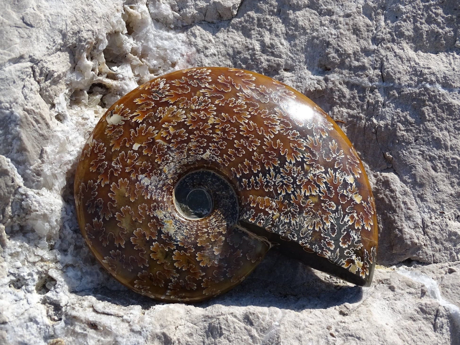 Ammonite Cléoniceras Entière Polie - Fossile - Colibri Minéraux et Bien-être