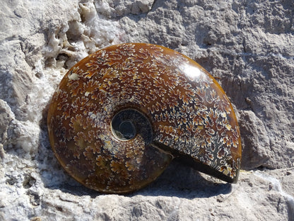 Ammonite Cléoniceras Entière Polie - Fossile - Colibri Minéraux et Bien-être