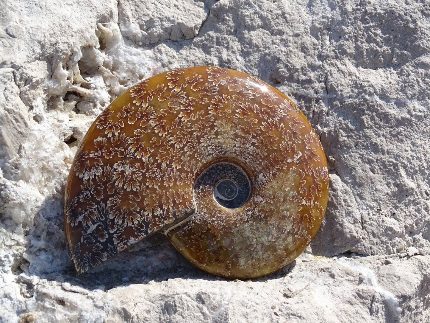 Ammonite Cléoniceras Entière Polie - Fossile - Colibri Minéraux et Bien-être