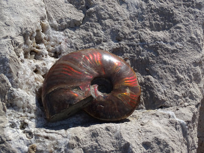 Ammonite Cléoniceras Entière Polie - Fossile - Colibri Minéraux et Bien-être