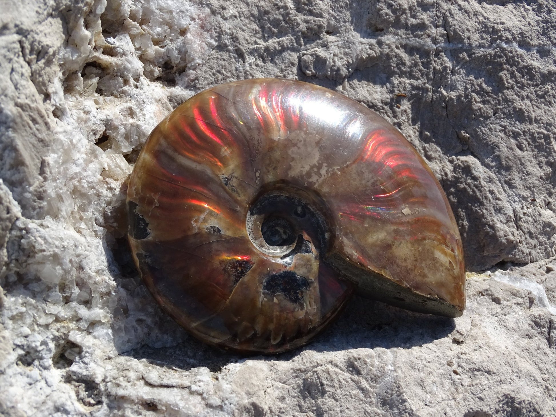 Ammonite Cléoniceras Entière Polie - Fossile - Colibri Minéraux et Bien-être