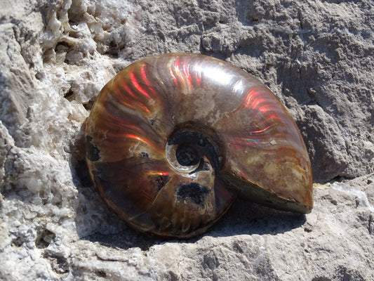 Ammonite Cléoniceras Entière Polie - Fossile - Colibri Minéraux et Bien-être
