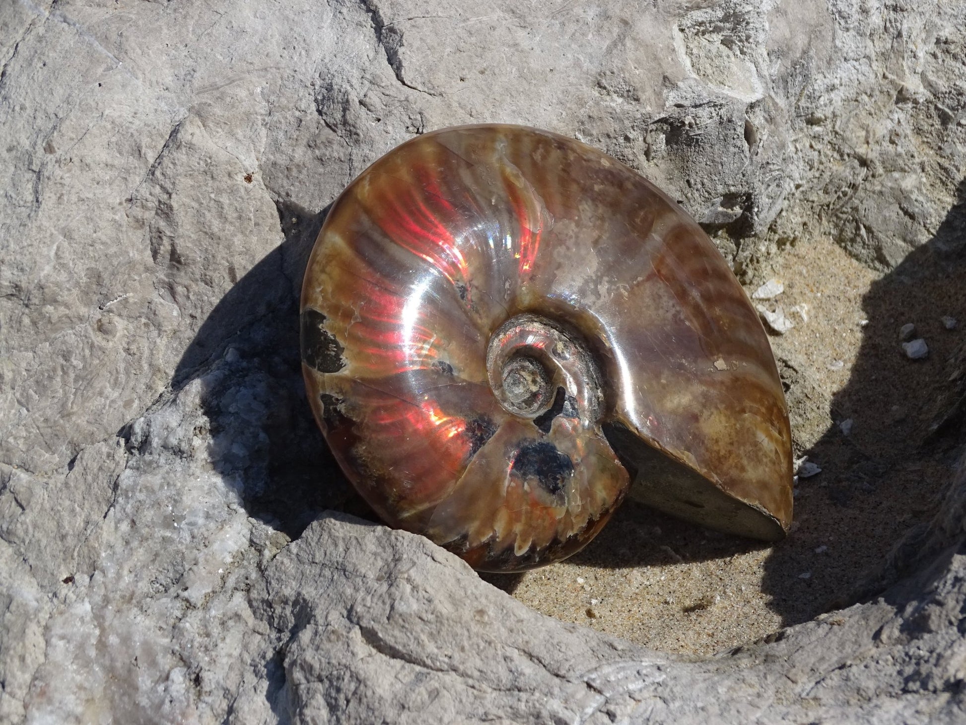 Ammonite Cléoniceras Entière Polie - Fossile - Colibri Minéraux et Bien-être