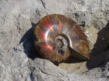 Ammonite Cléoniceras Entière Polie - Fossile - Colibri Minéraux et Bien-être